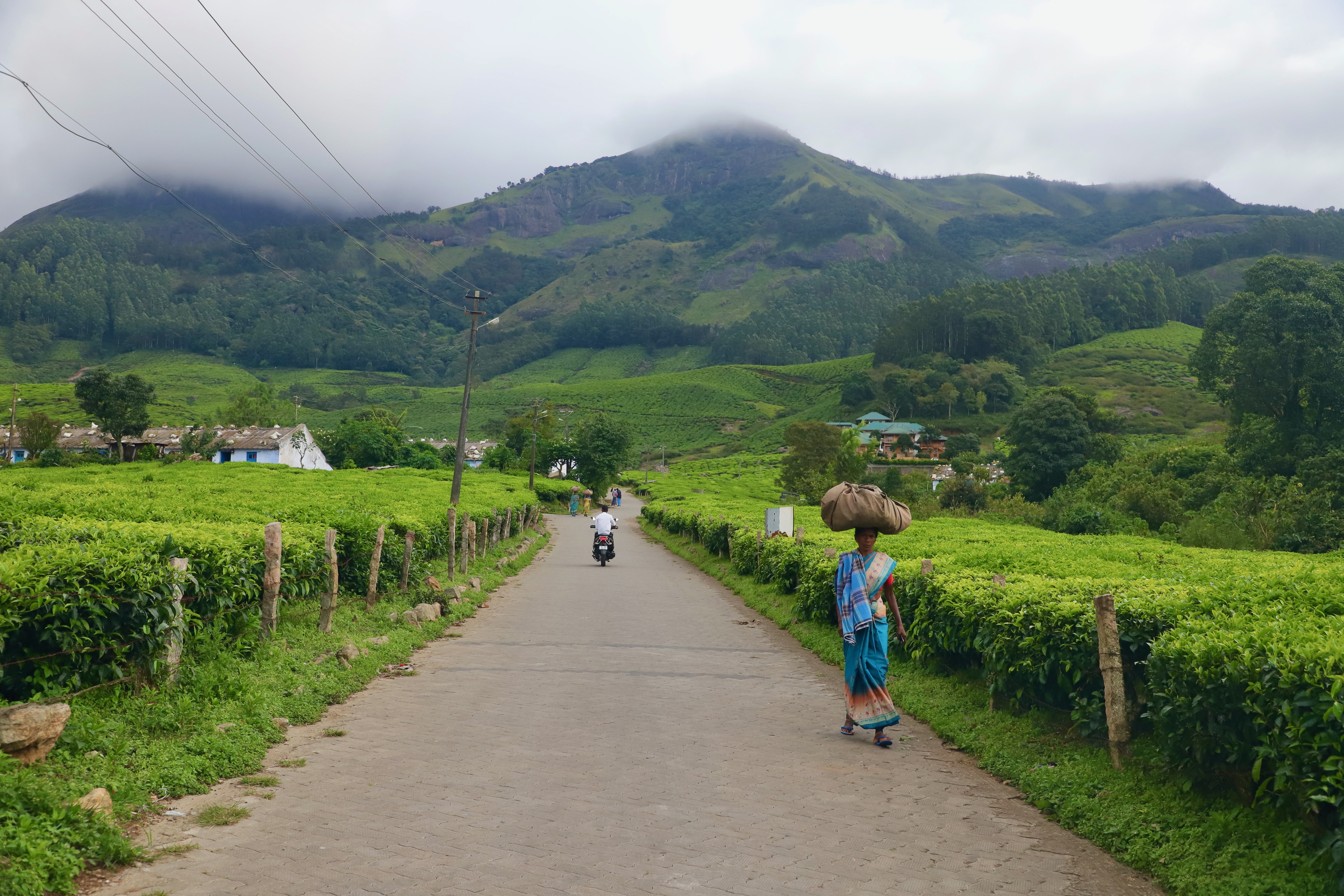 Kochi – Athirappally - Fort Kochi - Munnar - Thekkady - Alleppey 